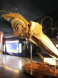 Museo di Scienze Naturali